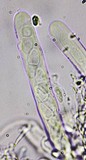 Anisomeridium biforme image