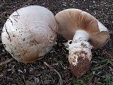 Cortinarius australiensis image