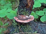 Fomitopsis cajanderi image