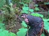 Fomitopsis cajanderi image