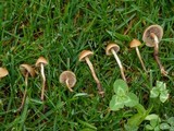 Psilocybe inquilina image