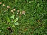 Psilocybe inquilina image