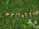 Psilocybe inquilina image