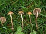 Psilocybe inquilina image