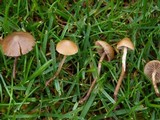 Psilocybe inquilina image