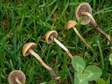 Psilocybe inquilina image