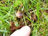 Psilocybe inquilina image