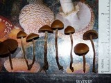 Psilocybe inquilina image