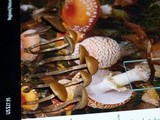 Psilocybe inquilina image