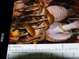 Psilocybe inquilina image
