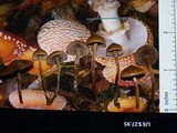 Psilocybe inquilina image
