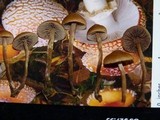 Psilocybe inquilina image