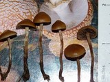 Psilocybe inquilina image