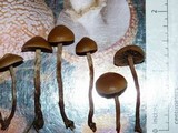 Psilocybe inquilina image