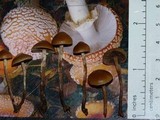 Psilocybe inquilina image
