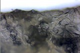 Psilocybe inquilina image