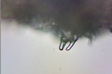 Psilocybe inquilina image