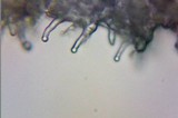 Psilocybe inquilina image