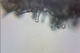 Psilocybe inquilina image