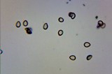 Psilocybe inquilina image