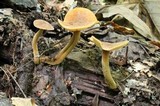 Xeromphalina tenuipes image