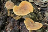 Xeromphalina tenuipes image