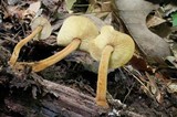 Xeromphalina tenuipes image