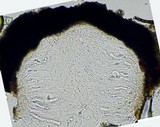 Anisomeridium biforme image