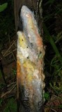 Fusicolla merismoides image