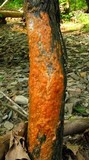 Fusicolla merismoides image