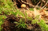 Psilocybe phyllogena image