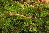 Psilocybe phyllogena image