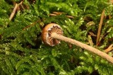 Psilocybe phyllogena image