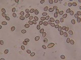 Psilocybe phyllogena image