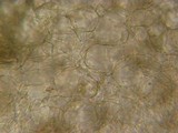 Hysterangium separabile image