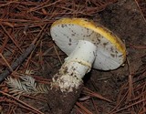 Amanita aprica image