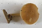 Pluteus plautus image