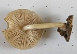 Pluteus plautus image