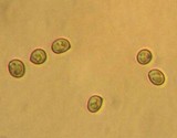 Pluteus plautus image