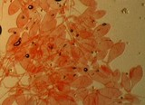 Pluteus plautus image