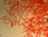Pluteus plautus image