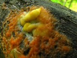 Fusicolla merismoides image