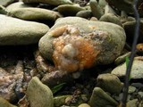 Fusicolla merismoides image