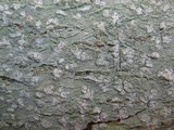 Phlyctis agelaea image