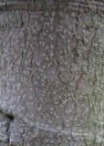 Phlyctis agelaea image