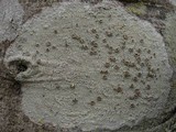 Lecanora rubicunda image