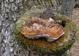 Inonotus hispidus image