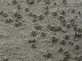 Lecanora rubicunda image