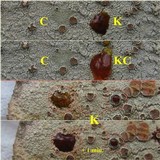 Lecanora rubicunda image