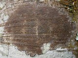 Pyrenula chlorospila image